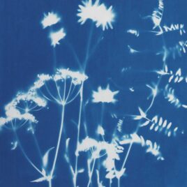 June 27 – Cyanotypes